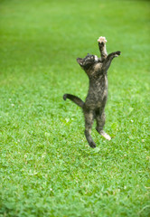 kitten leaping through the air