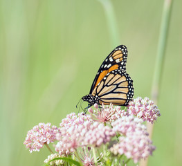 Butterfly on a flower