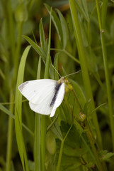 papillon piéride