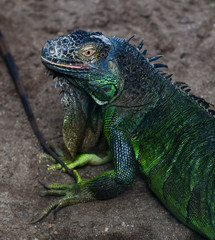 iguana lizard
