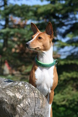 Basenji Calaila