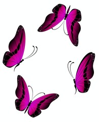 Beautiful butterfly
