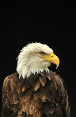Obraz premium Weißkopfseeadler II