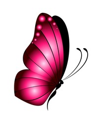 Beautiful butterfly