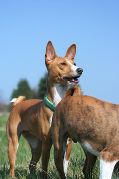Basenji beim Spiel 11