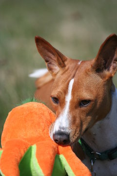 Basenji Calaila 23