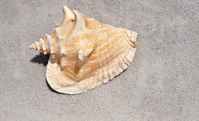 Shell on the sand