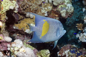 yellowbar angelfish