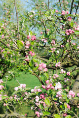 Fototapeta premium Blossomtree in landscape