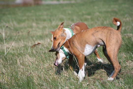 Basenji beim Spiel 7