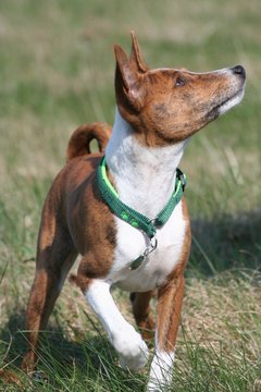 Basenji Embayo 2