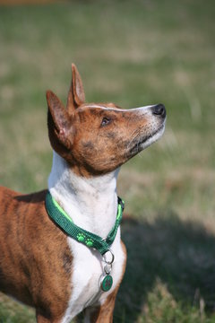 Basenji Embayo