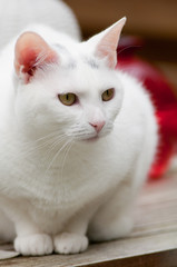 Portrait of a white cat