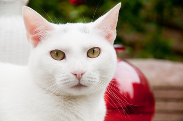 Portrait of a white cat