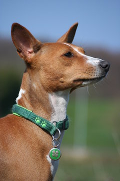 Basenji Calaila 18