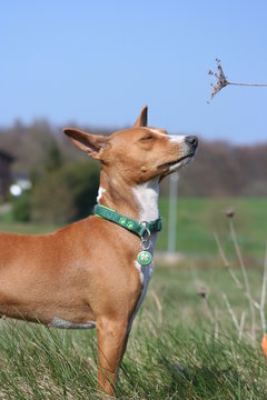 Basenji Calaila 15