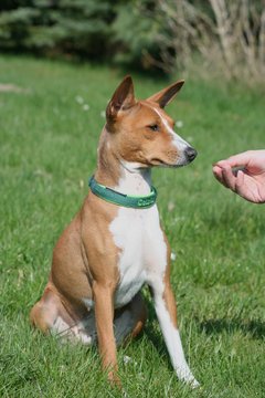 Basenji Calaila 8