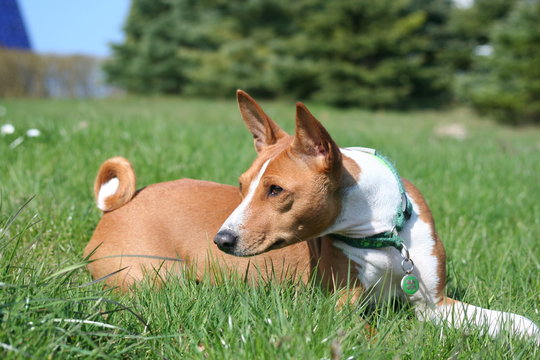 Basenji Calaila 6