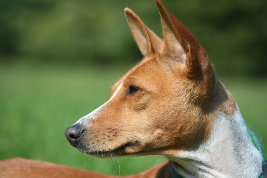 Basenji Calaila 5