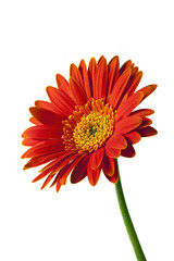 Isolated Orange and yellow Gerbera or Gerber Daisy