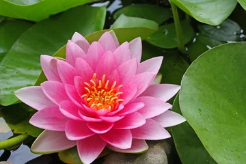 Fototapete Wasserlilien Rosa Seerose