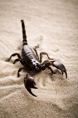 Scorpion on the beach