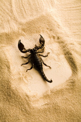 Paper background and Scorpion