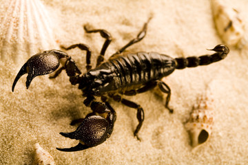 Scorpion