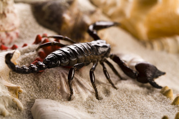 Scorpion