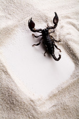 Frame from holidays & Scorpion