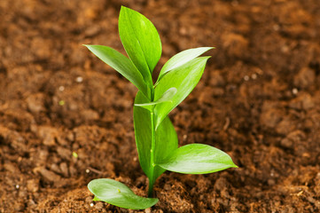 New life concept - green seedling growing out of soil