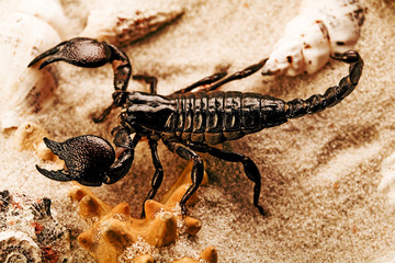 Scorpion & Shells