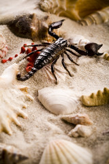 Scorpion & Shells