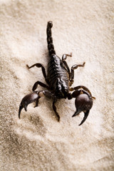 Scorpion on the beach