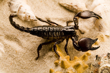 Shell, sand & Scorpion