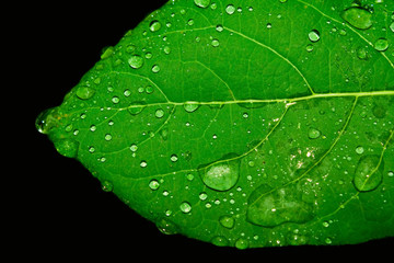 Drops of water on a leaf