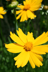 Yellow field flowers