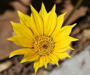 Yellow flower