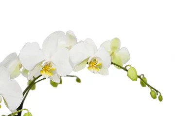 Papier Peint photo Lavable Orchidée orchidée blanche isolée