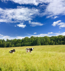 cows on the meadow