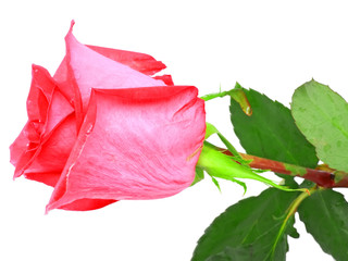 Single beautiful pink rose isolated on white.