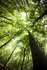 Fototapeta premium Forest