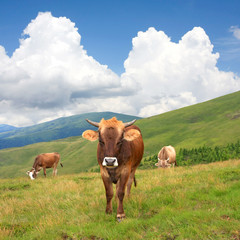 Cows on mountain pasture