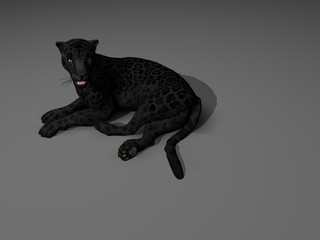 pantera nera © Danilo Palomba