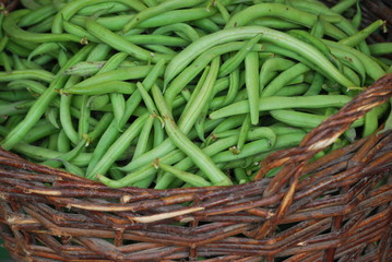 Frisch geerntete Bohnen
