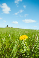 Scenic picture of a meadow full of dandelions