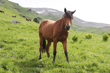A beautiful horse is in mountains