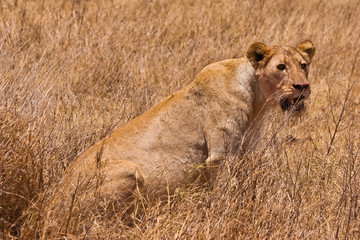 Female lion sitting in the grass