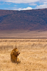 Male lion sitting in the dry yellow grass