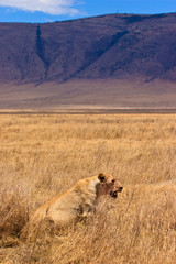 Female lion sitting in the dry yellow grass